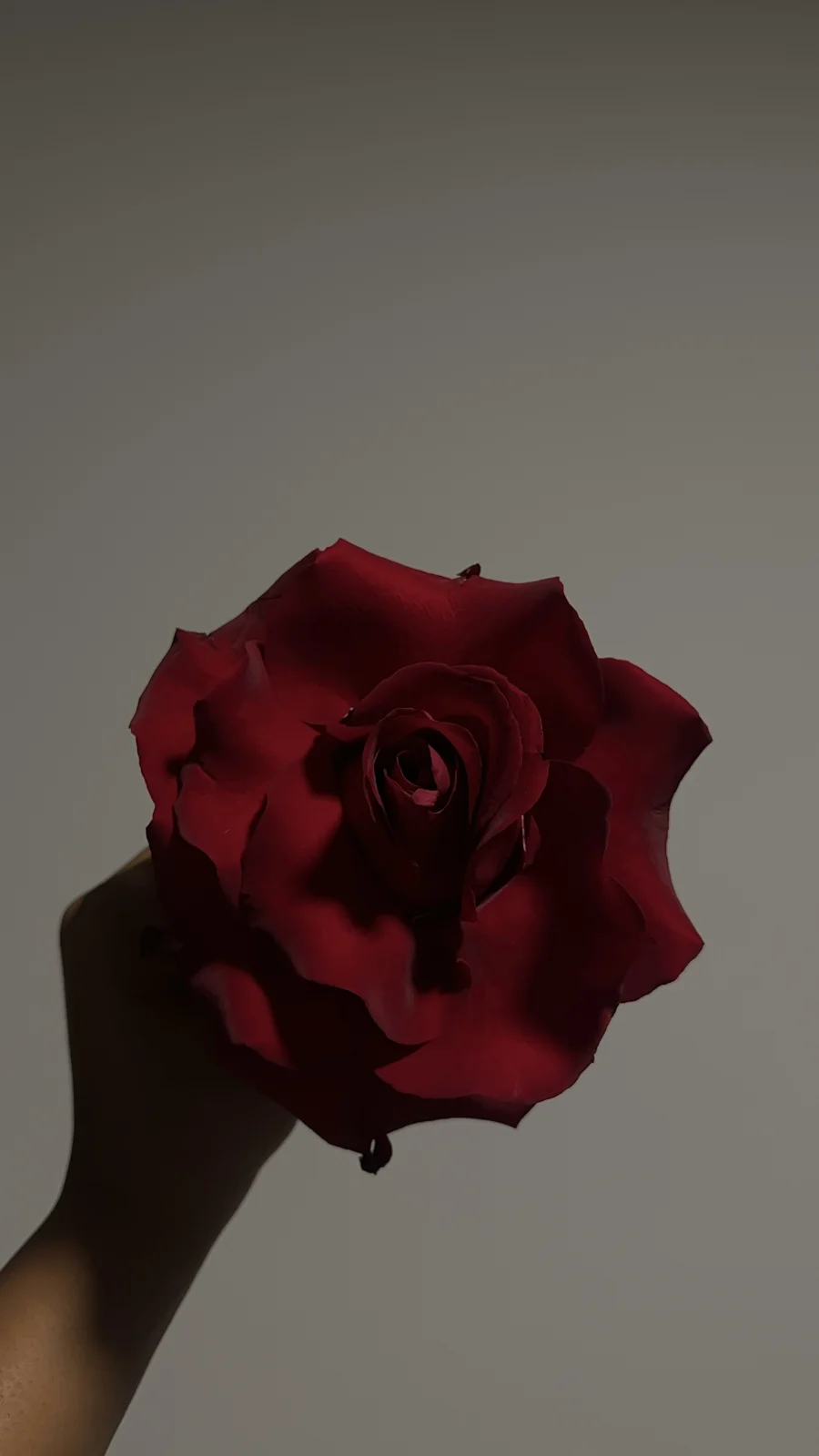 A single sculptural red rose, held against a warm neutral background